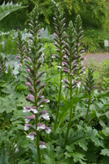 アカンサス・モリス