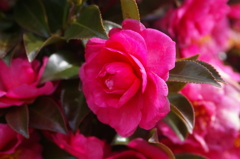山茶花