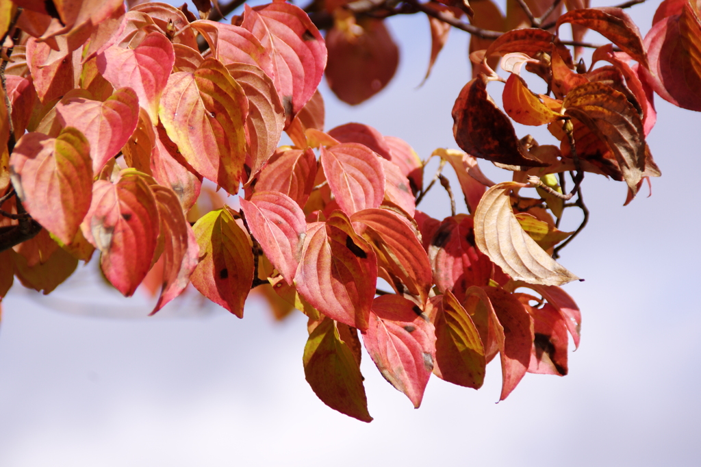 ヤマボウシも紅葉してます^^