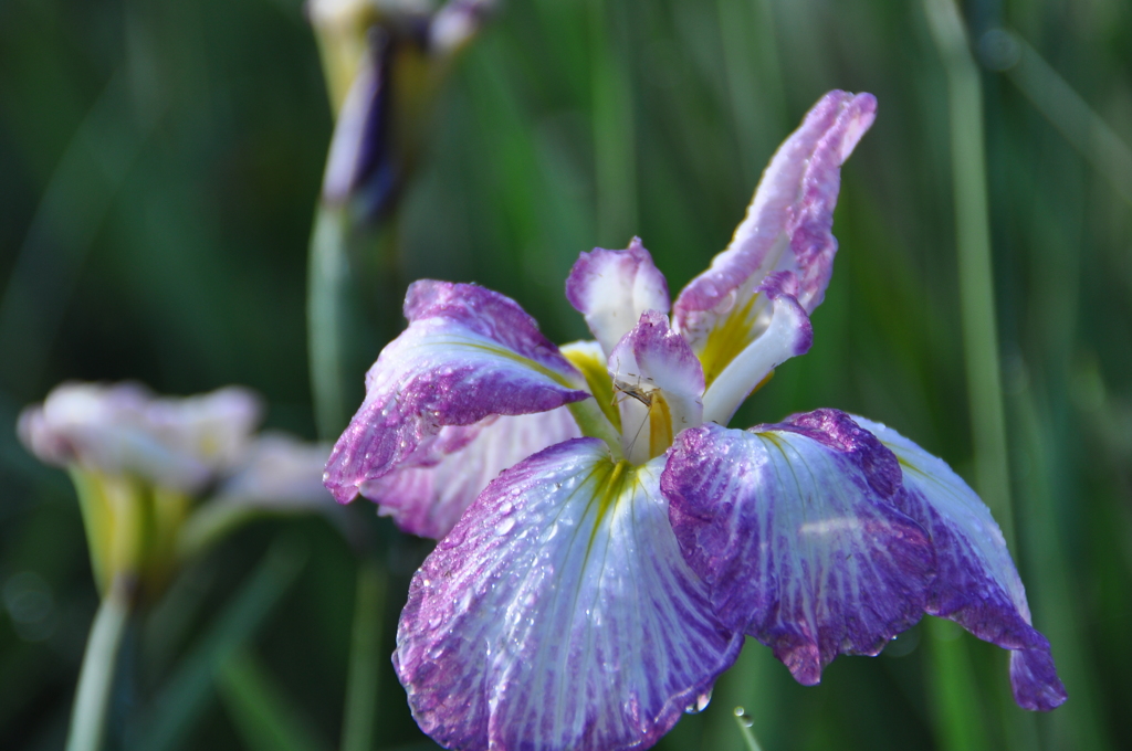 しっとり濡れて