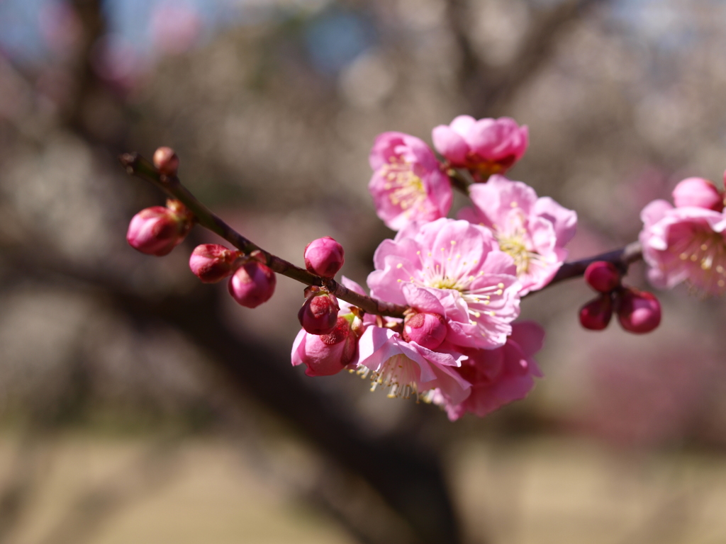 大高緑地公園にて　３月12日 063