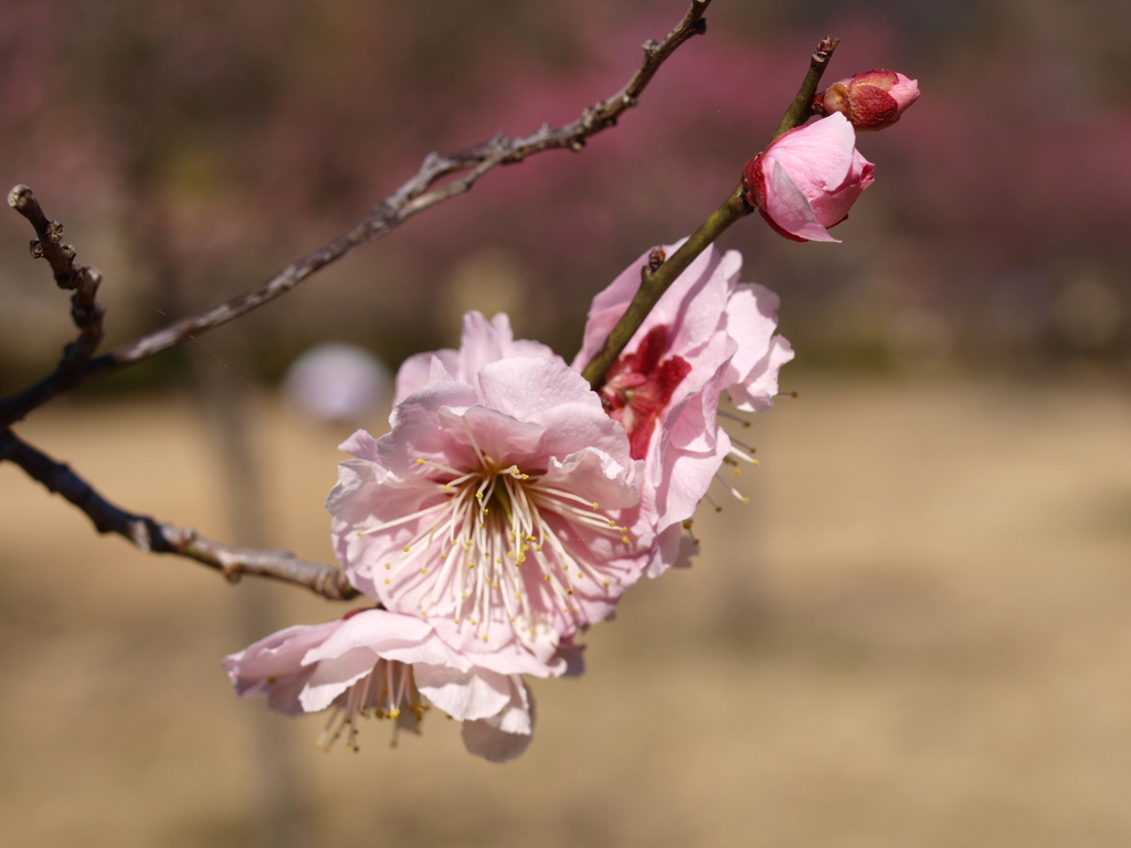 大高緑地公園にて　