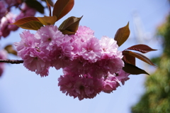 八重桜