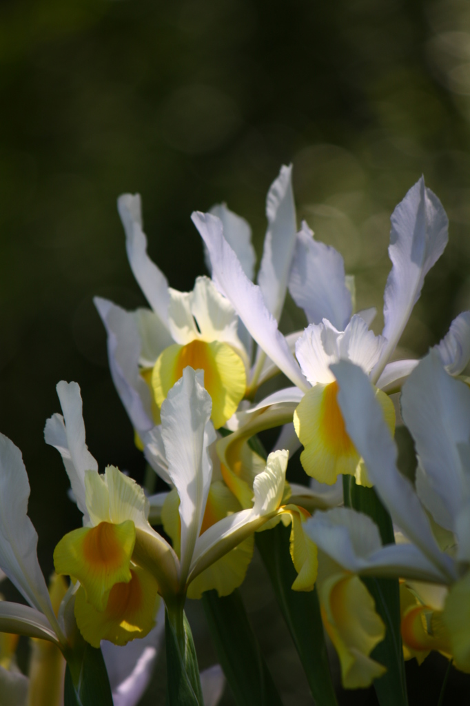 ダッチアイリス