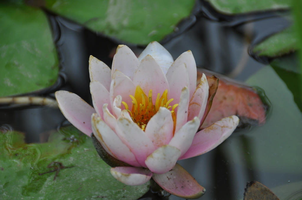 大高緑地公園にて