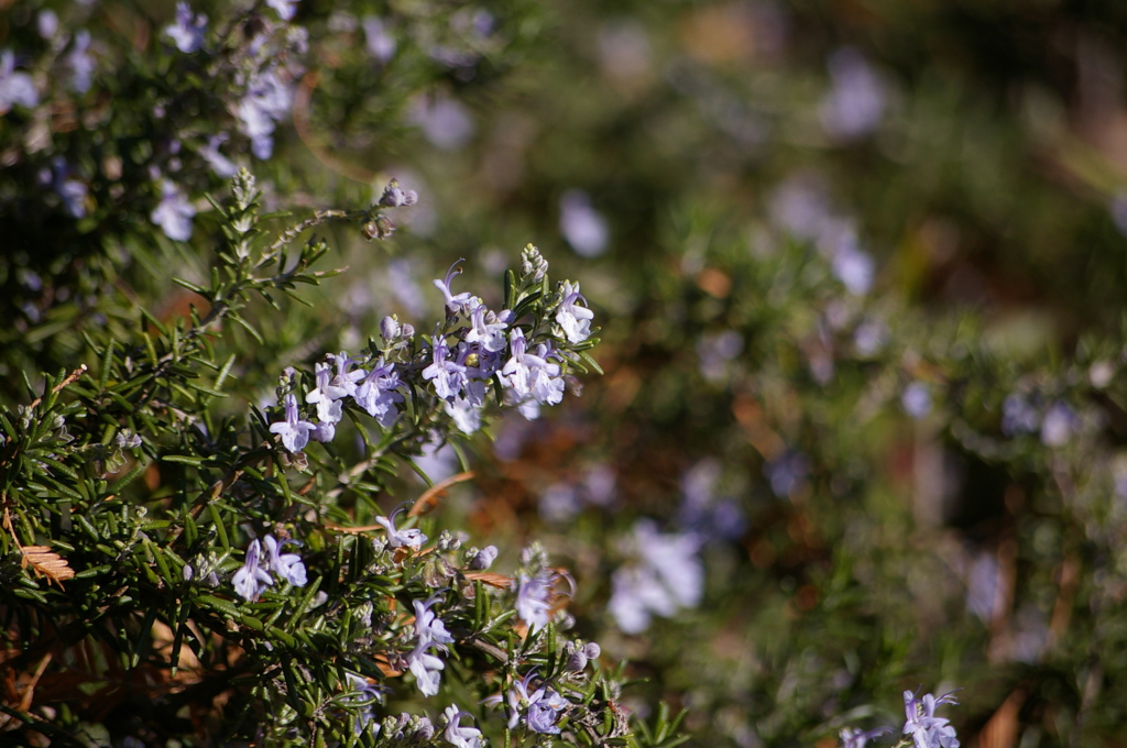 ローズマリー