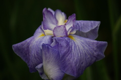 大高緑地公園にて　６月０６日 024