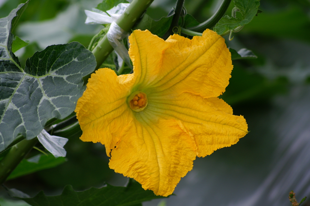 かぼちゃの花