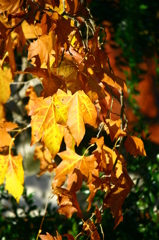 大高緑地公園にて