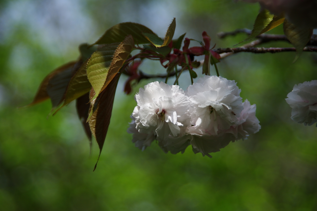 八重桜