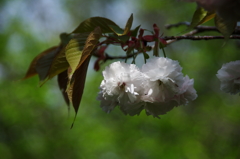 八重桜