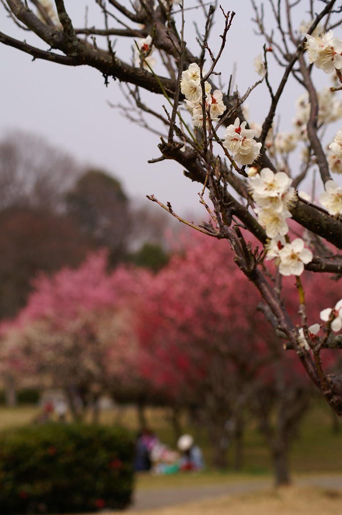 大高緑地公園にて　