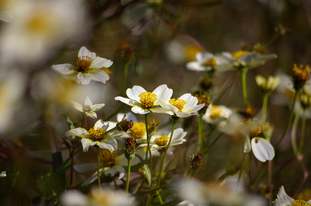 ウィンターコスモス