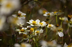 ウィンターコスモス