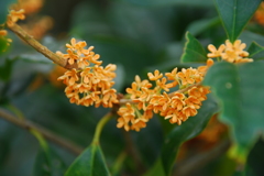 甘い匂いに誘われて^^