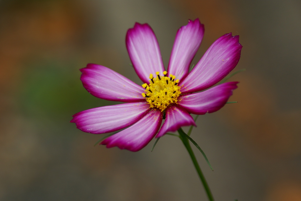 大高緑地公園にて　
