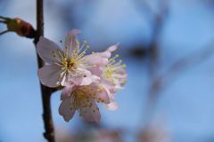 支那実桜