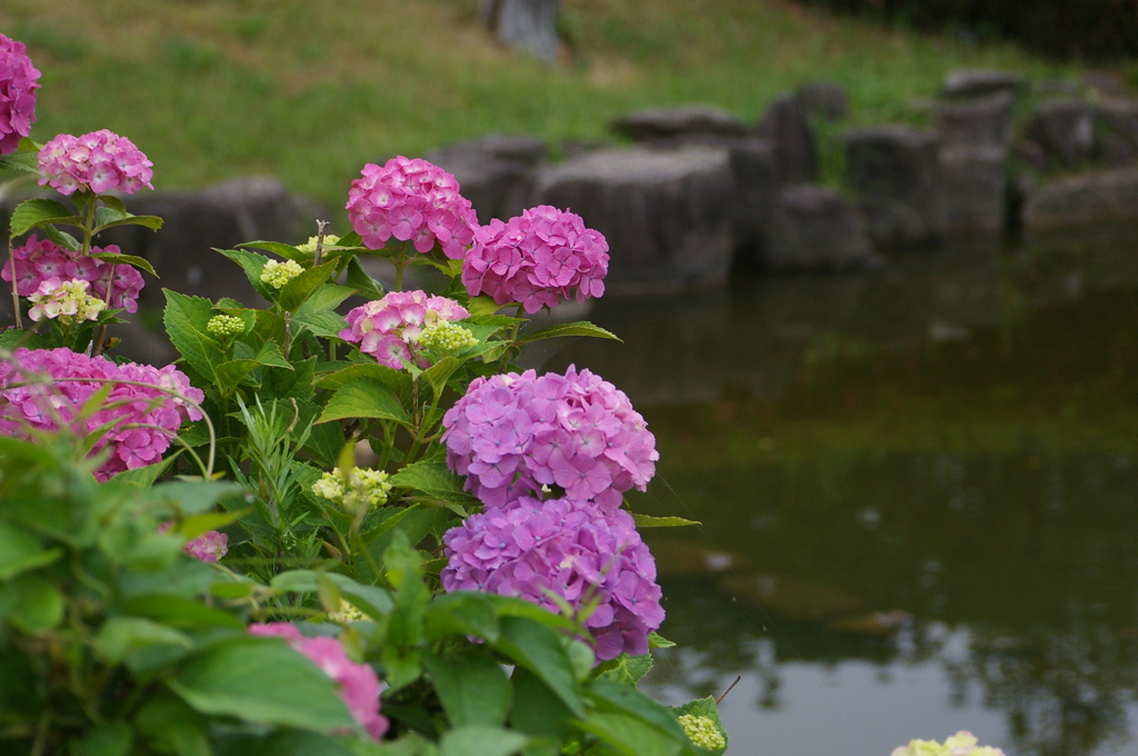 紫陽花のある風景