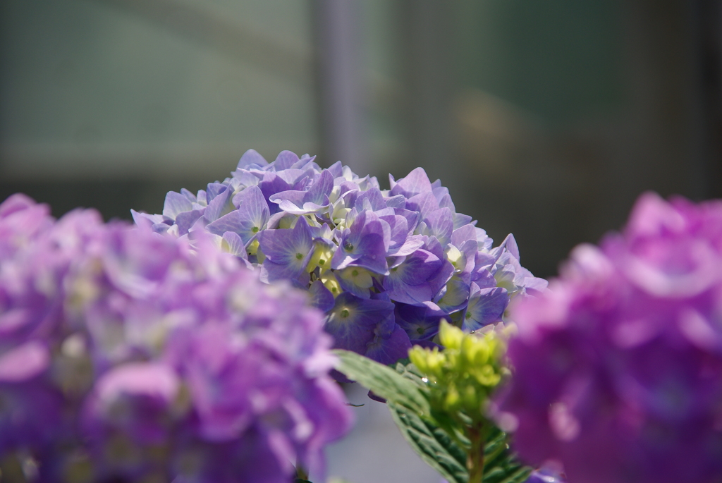 紫陽花