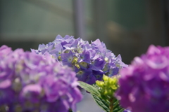 紫陽花