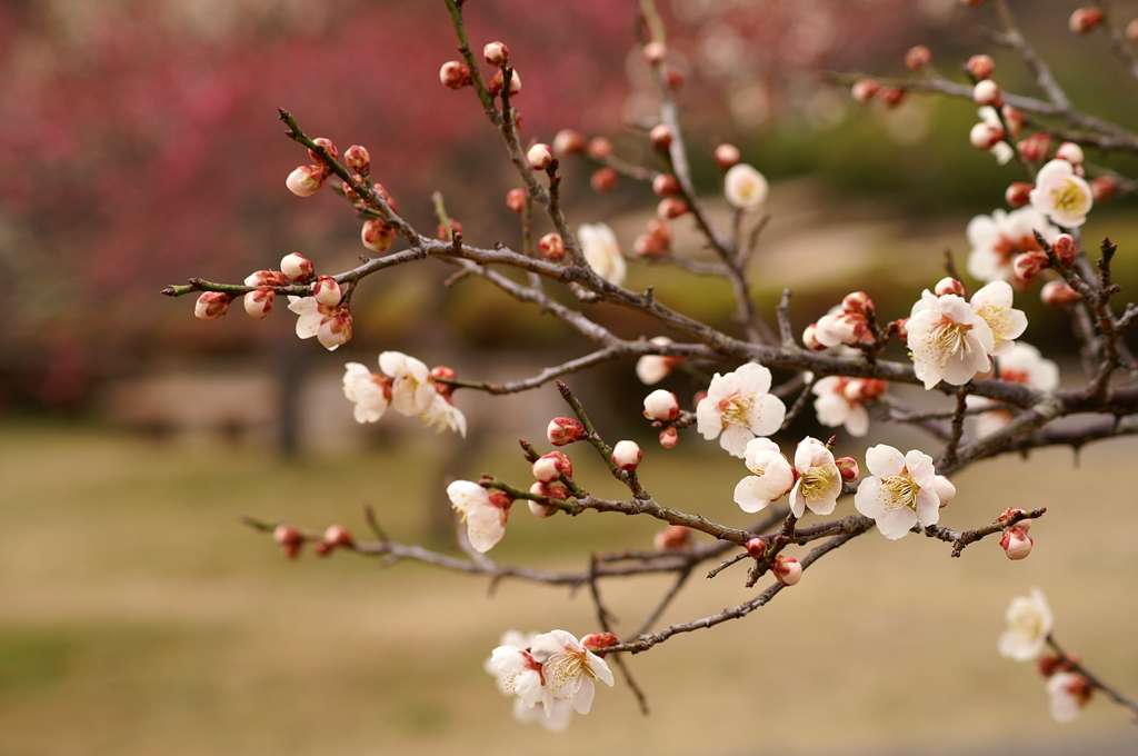 大高緑地公園にて　