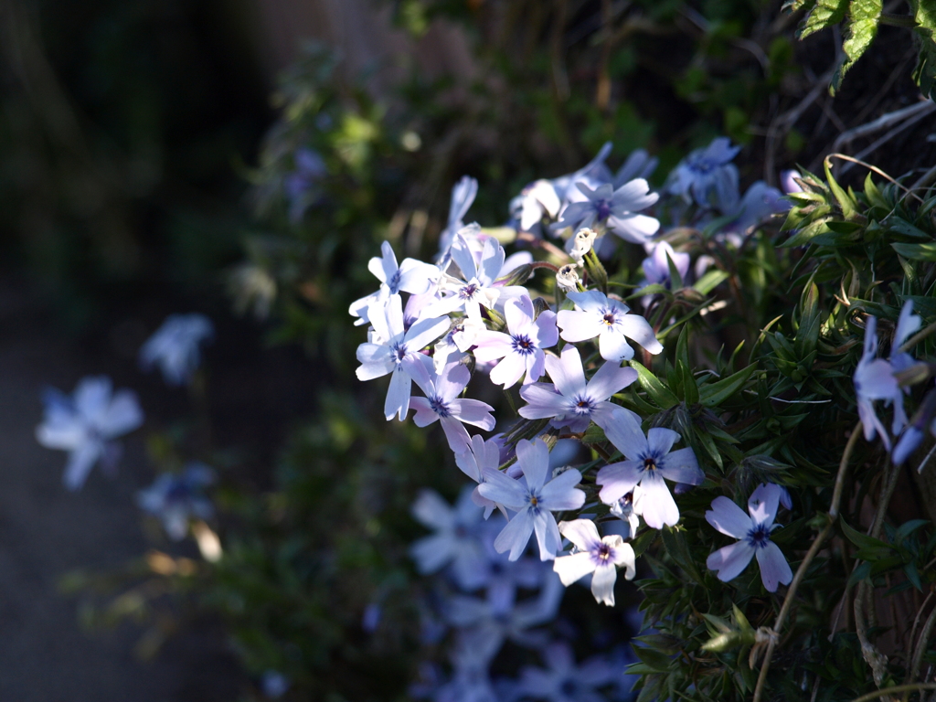芝桜