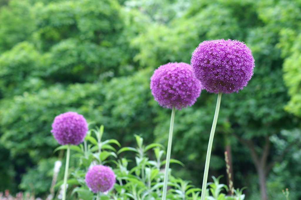 アリウム・ギガンテウム