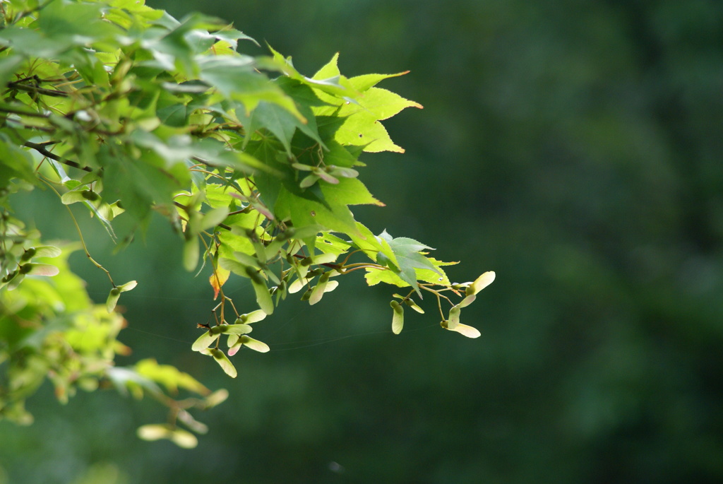 大高緑地公園にて　