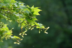 大高緑地公園にて　