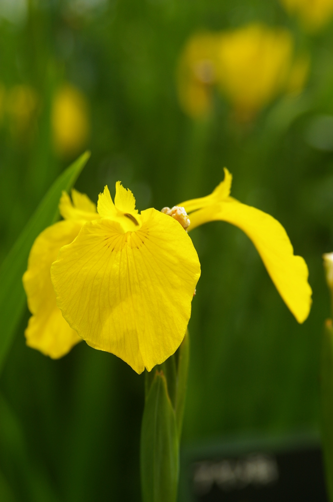 黄菖蒲
