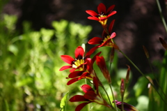 名古屋市農業センターにて　