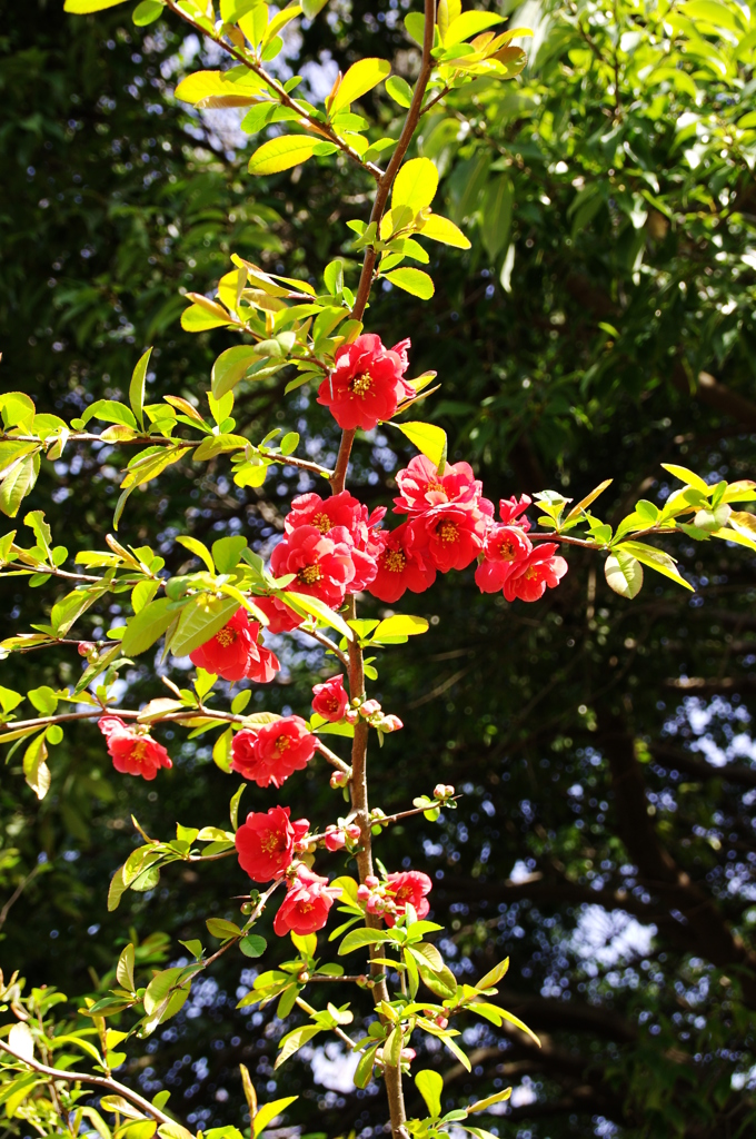 ボケが撮ったボケの花