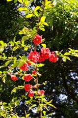ボケが撮ったボケの花