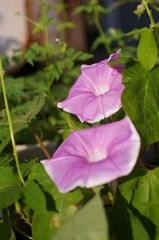 朝顔