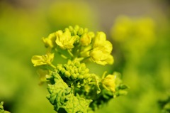 菜の花