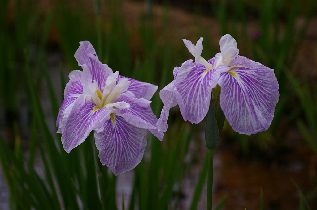 仲良く並んで＾＾