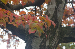 カラコギカエデ