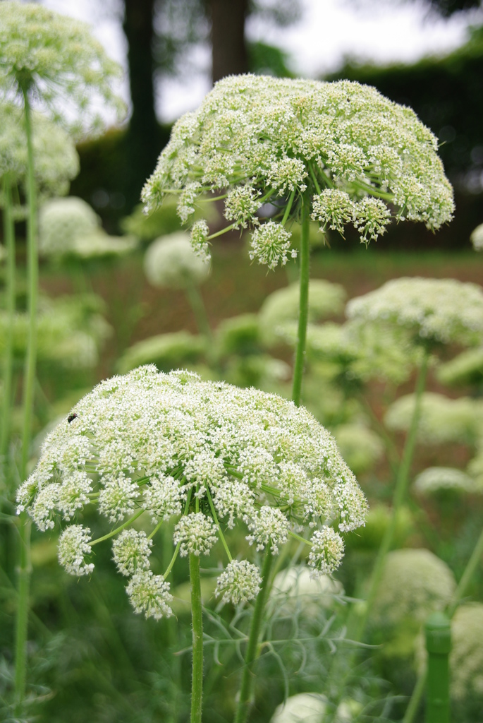 名古屋市農業センターにて　６月０２日 054