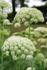 名古屋市農業センターにて　６月０２日 054