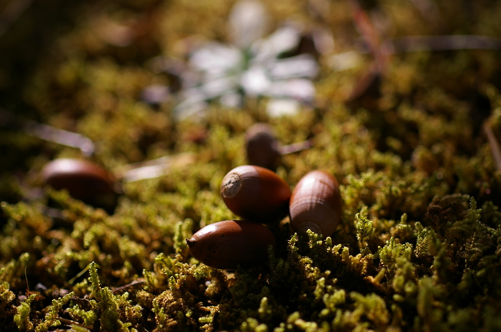 どんぐりころころ