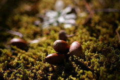 どんぐりころころ