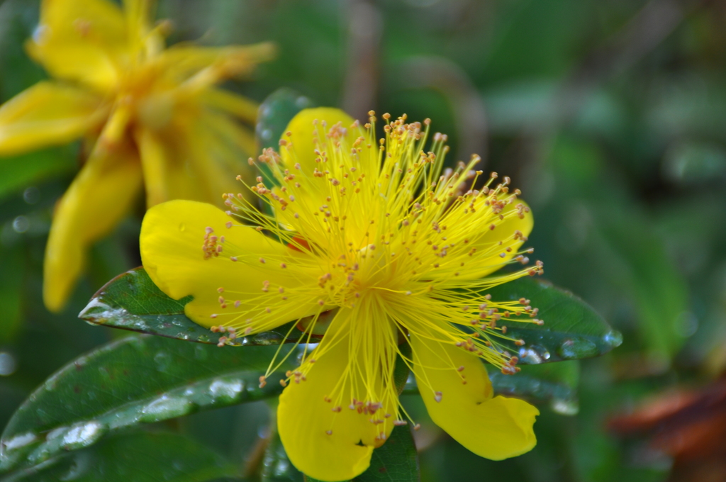 ヒペリカム・カリシナム