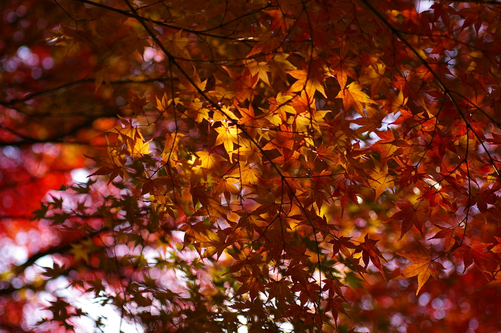 キラキラもみじ
