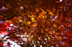 キラキラもみじ