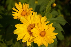 チトニアガリバー