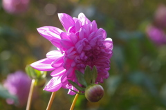 皇帝ダリア（八重）