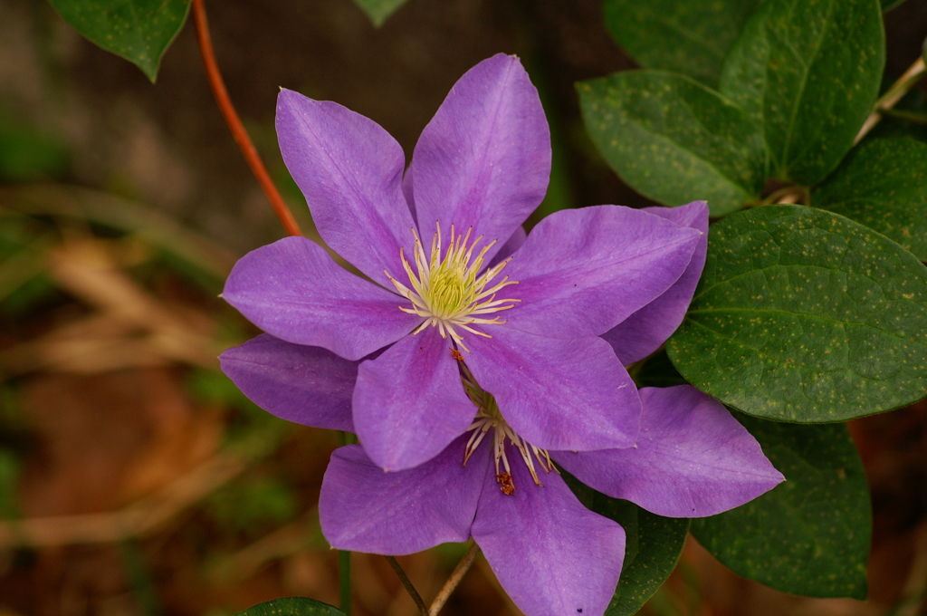 クレマチス（藤娘）