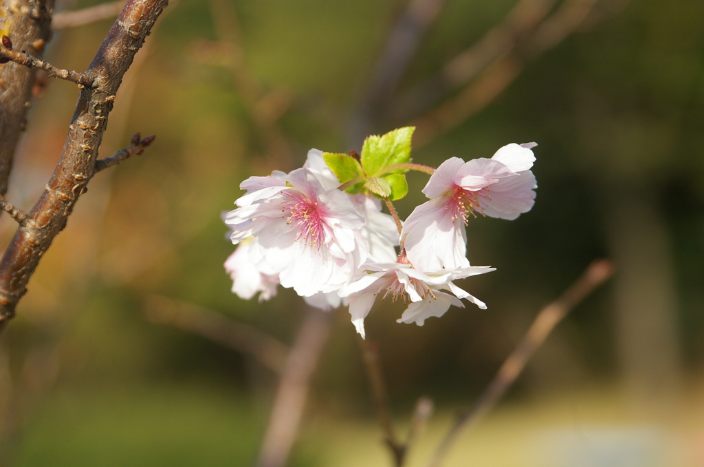 冬桜