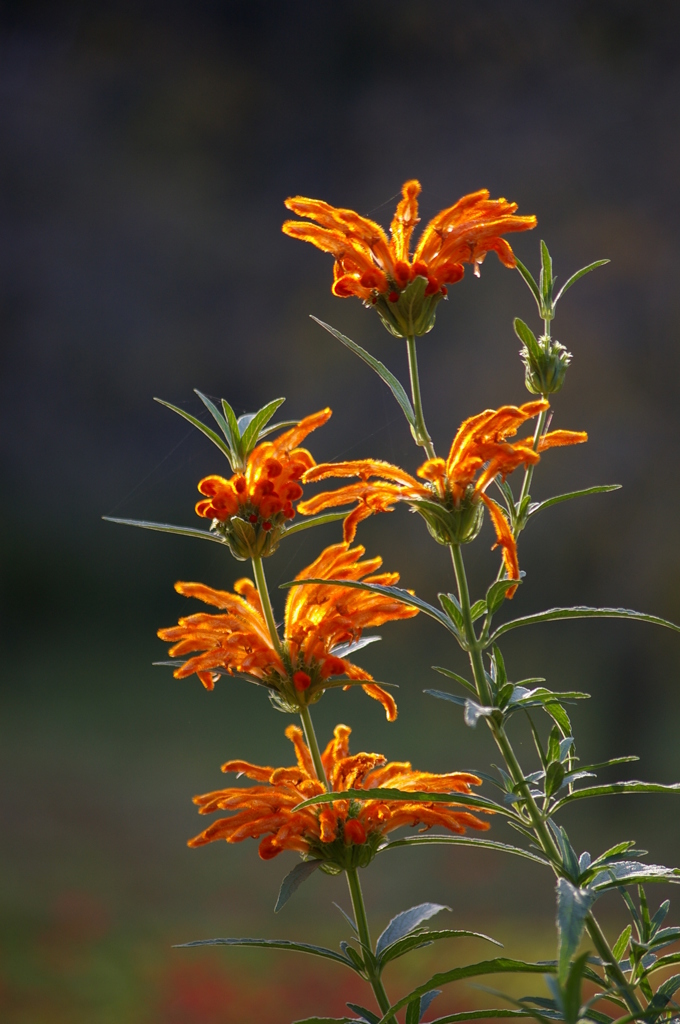 晩秋の日差しの中で輝いて