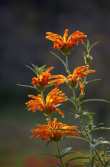 晩秋の日差しの中で輝いて